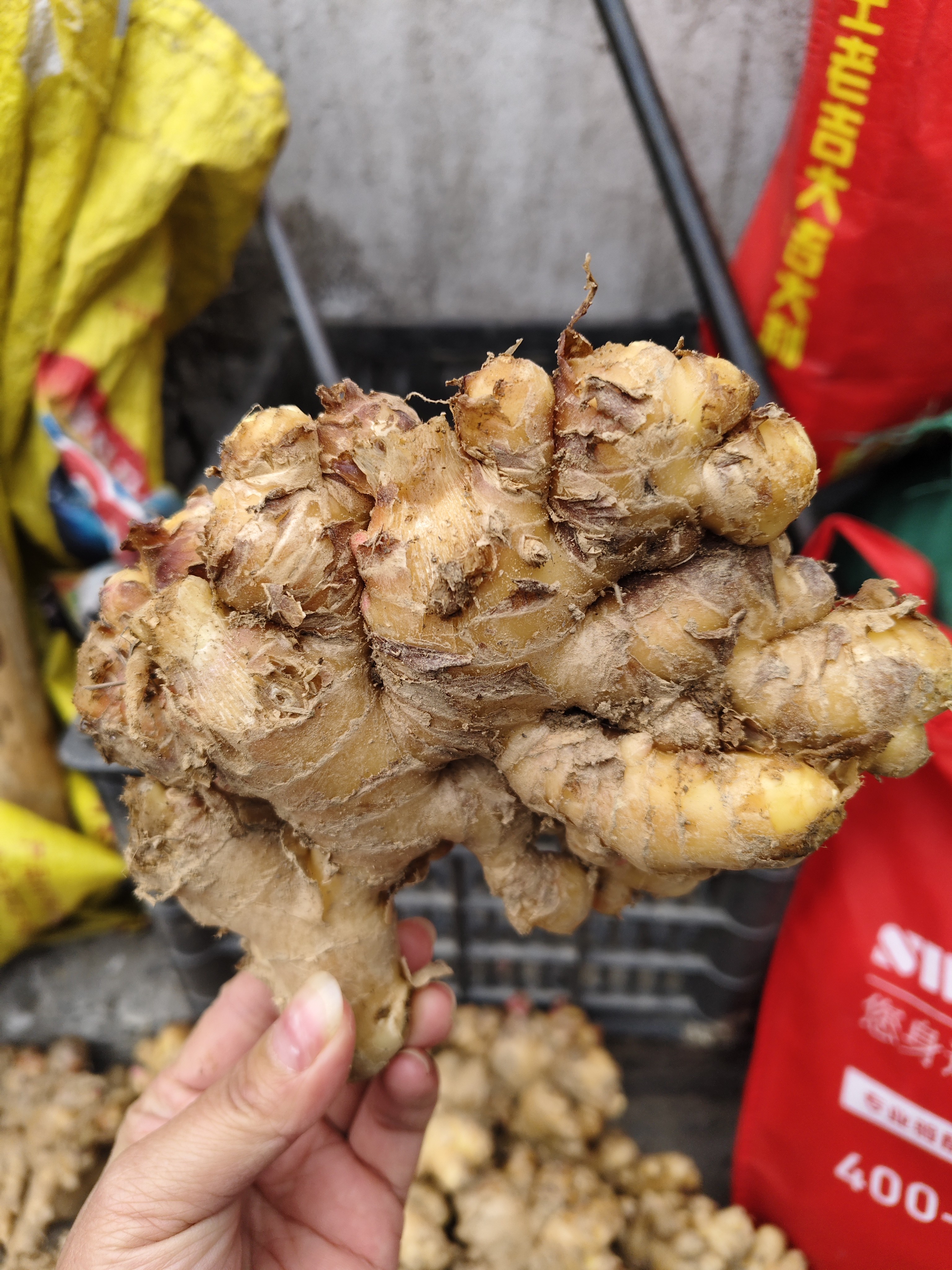 广西柳州三江本地老姜老黄姜黄姜正宗生姜