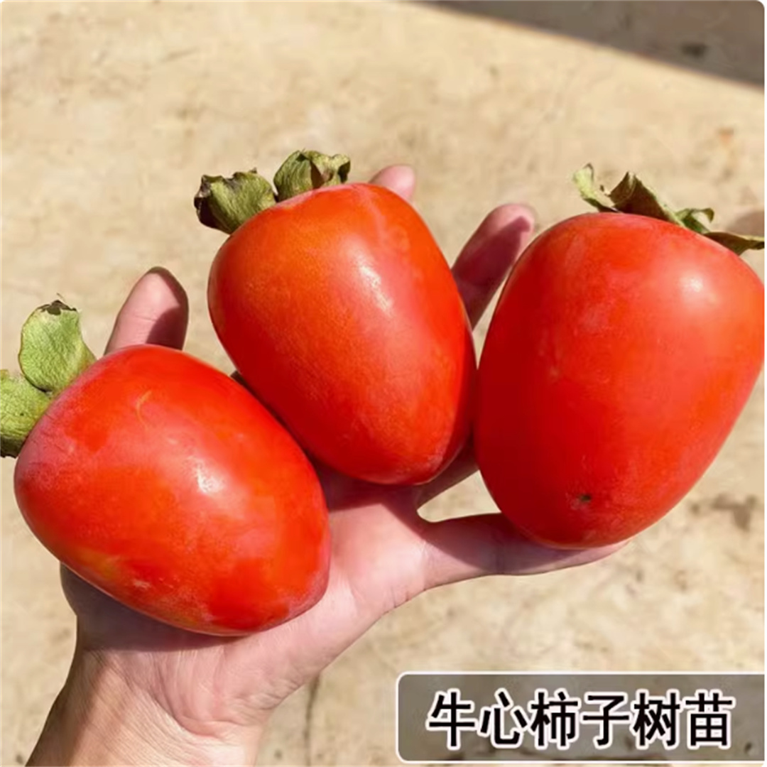 新品种柿子树苗大秋甜柿苗嫁接太秋脆柿子树苗当年结果南北方种植
