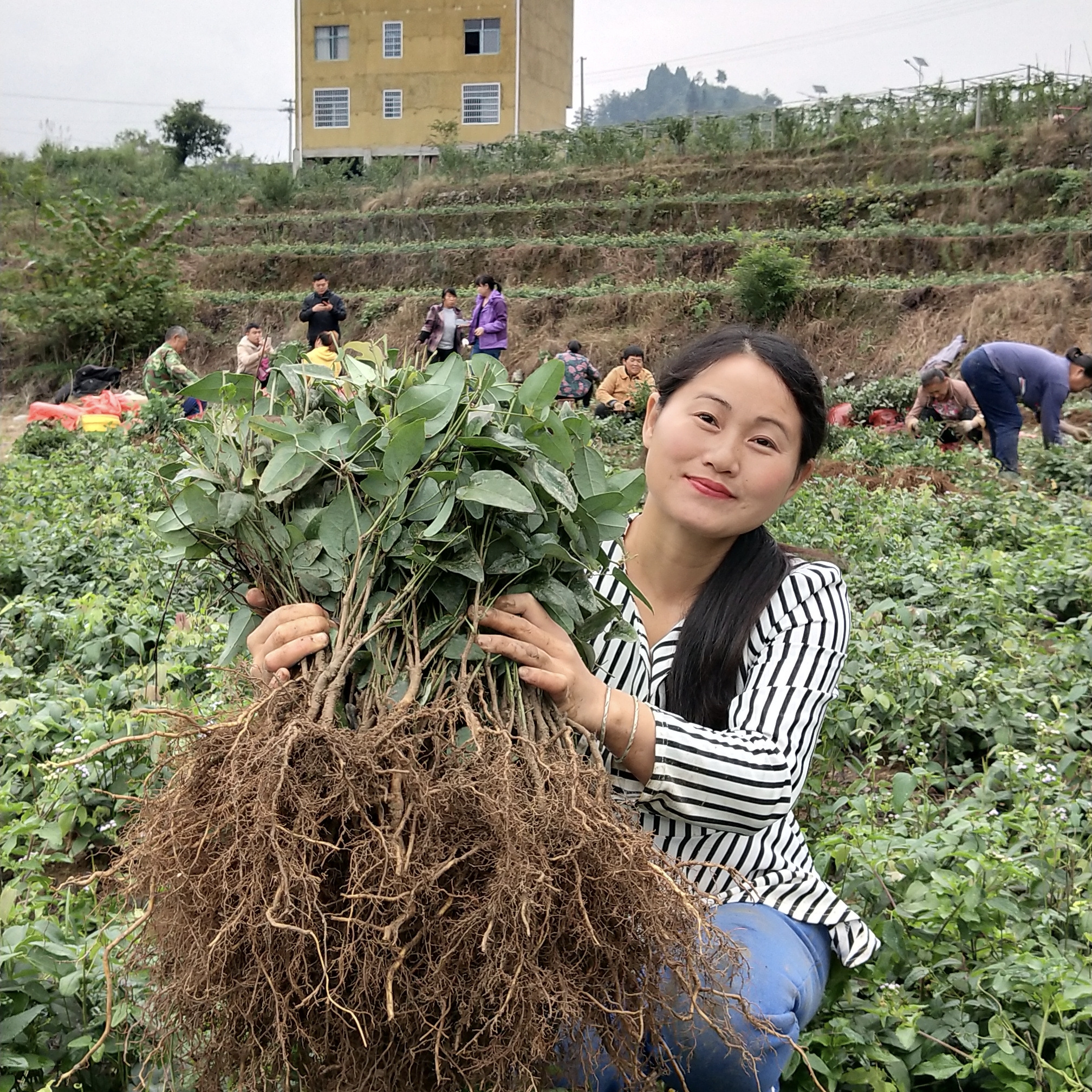 少籽紫果八月瓜2年苗种植一年第二年挂果