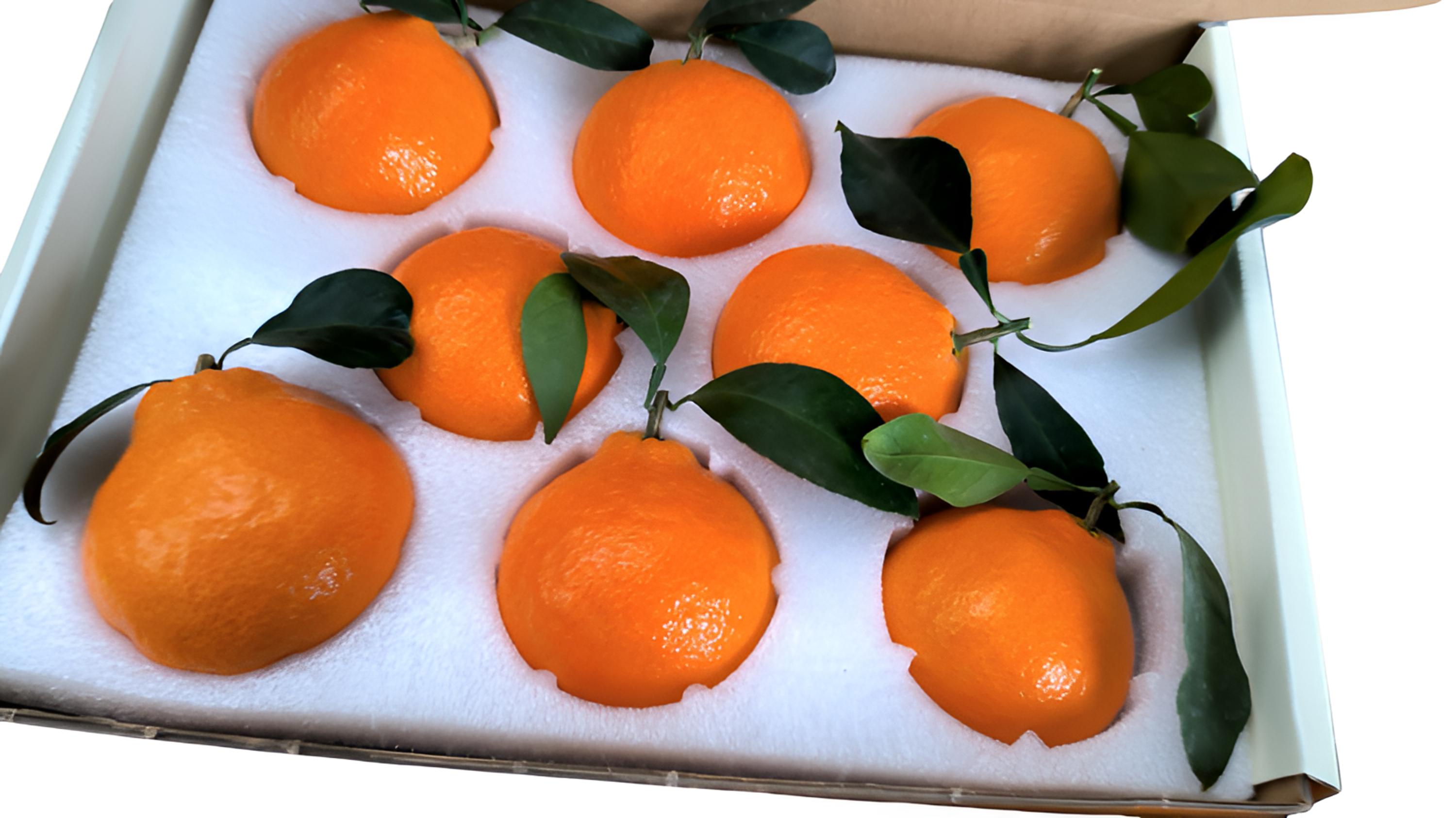 现摘象山红美人果冻橙红美人橙子红美人象山新鲜榴莲金枕