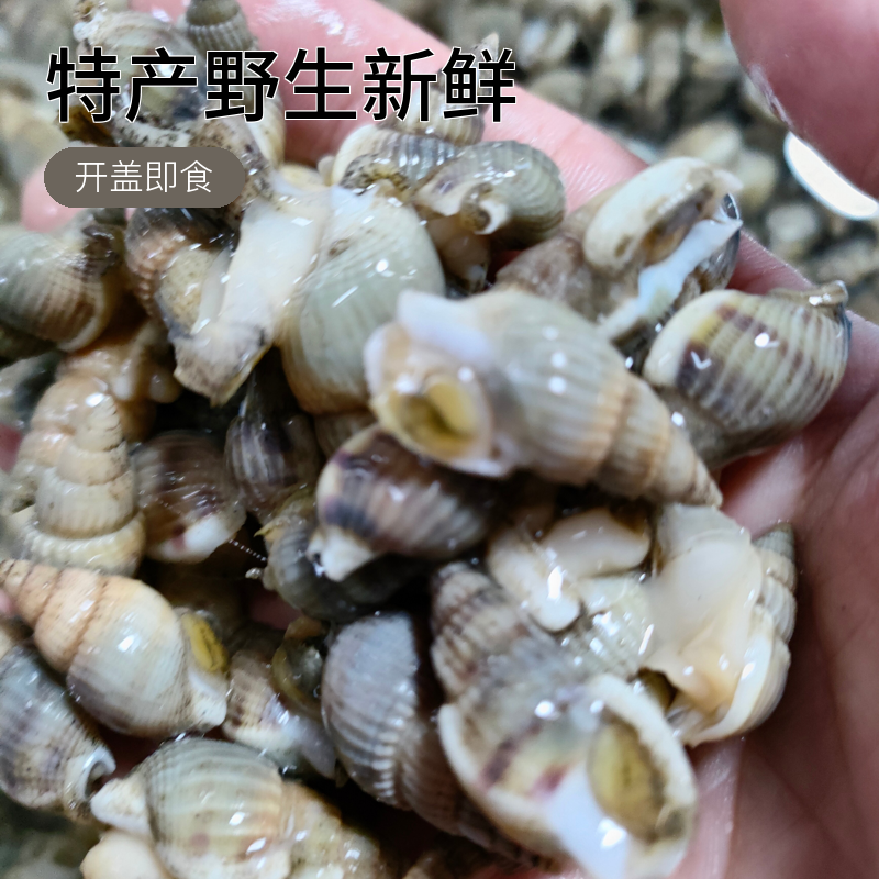 辽宁丹东东港市特产野生新鲜冷冻海锥海瓜子500克/斤2斤鲜活发货