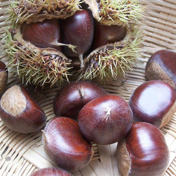 2025江西高山农家新鲜现摘生即食大土板栗小锥毛油栗子坚果非迁西