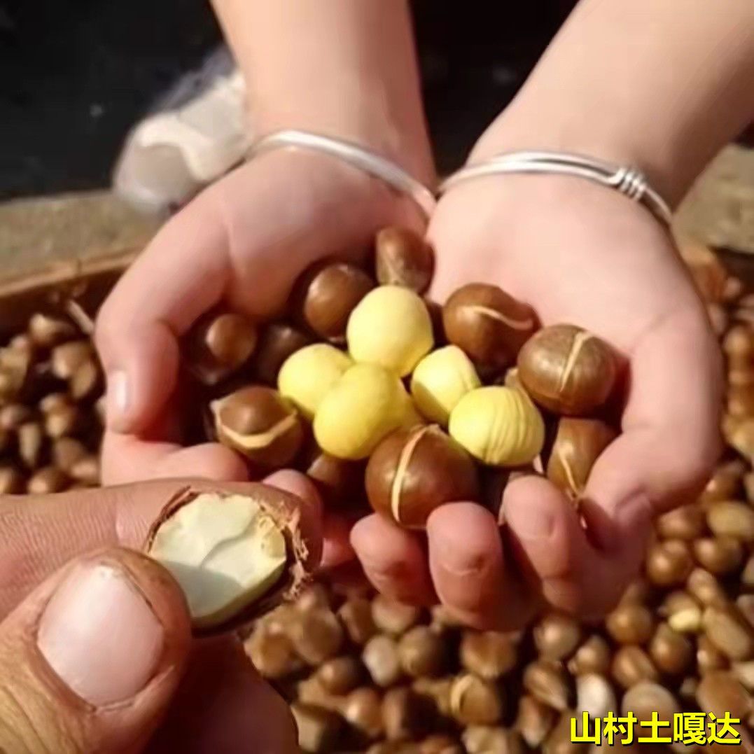 2025年江西深高山纯甜新鲜毛栗子小板栗迁西中小油土板圆栗子皮薄