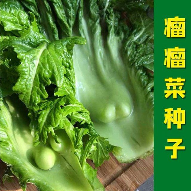 瘤芥菜种子农家传统瘤瘤菜弥陀芥菜脆嫩鲜食腌制易庭院田园蔬菜籽