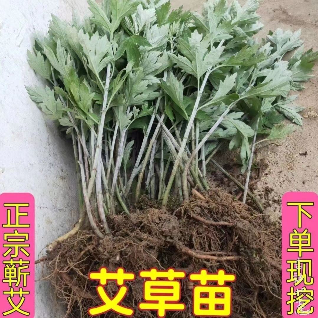 正宗大叶艾草端午艾灸阳台盆栽蕲艾艾叶艾蒿种植苗洗澡泡脚驱蚊