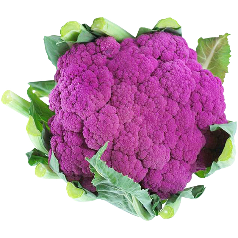 紫花菜种子春秋季四季特色花椰菜种籽大棚露地农家紫菜花蔬菜种孑