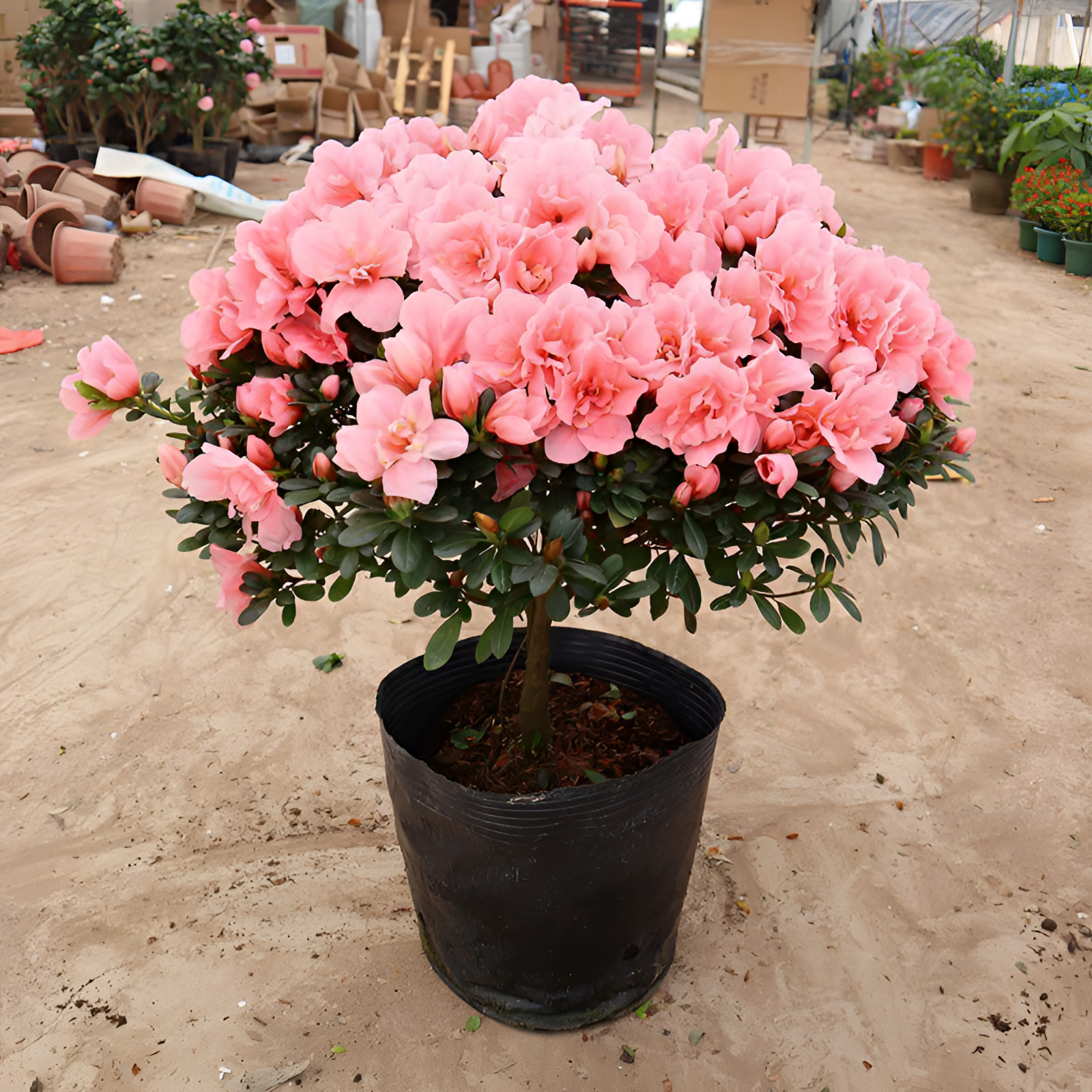 杜鹃花盆栽花卉植物室内带花苞大颗老桩四季开花植物好养易活精选