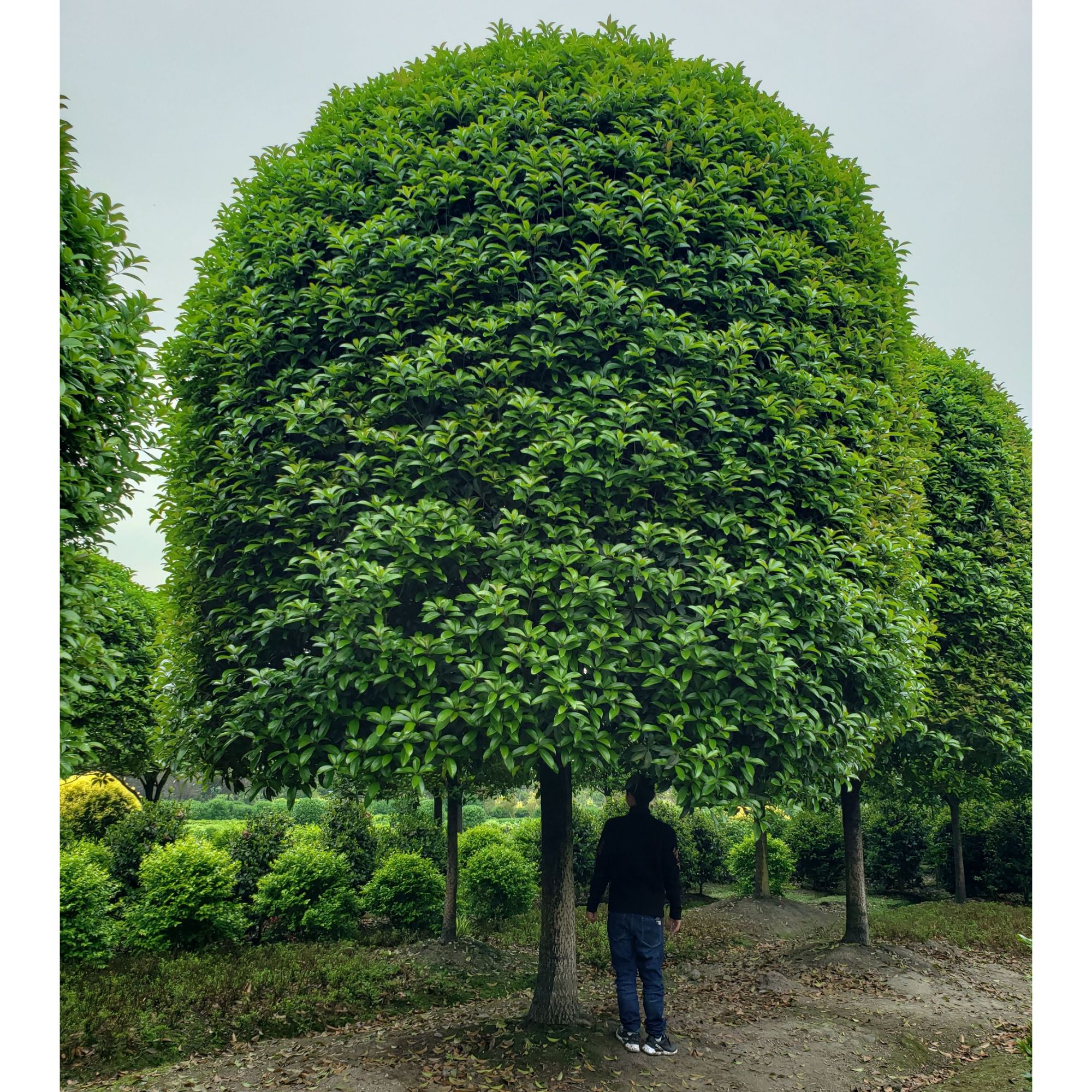 20公分精品高杆桂花