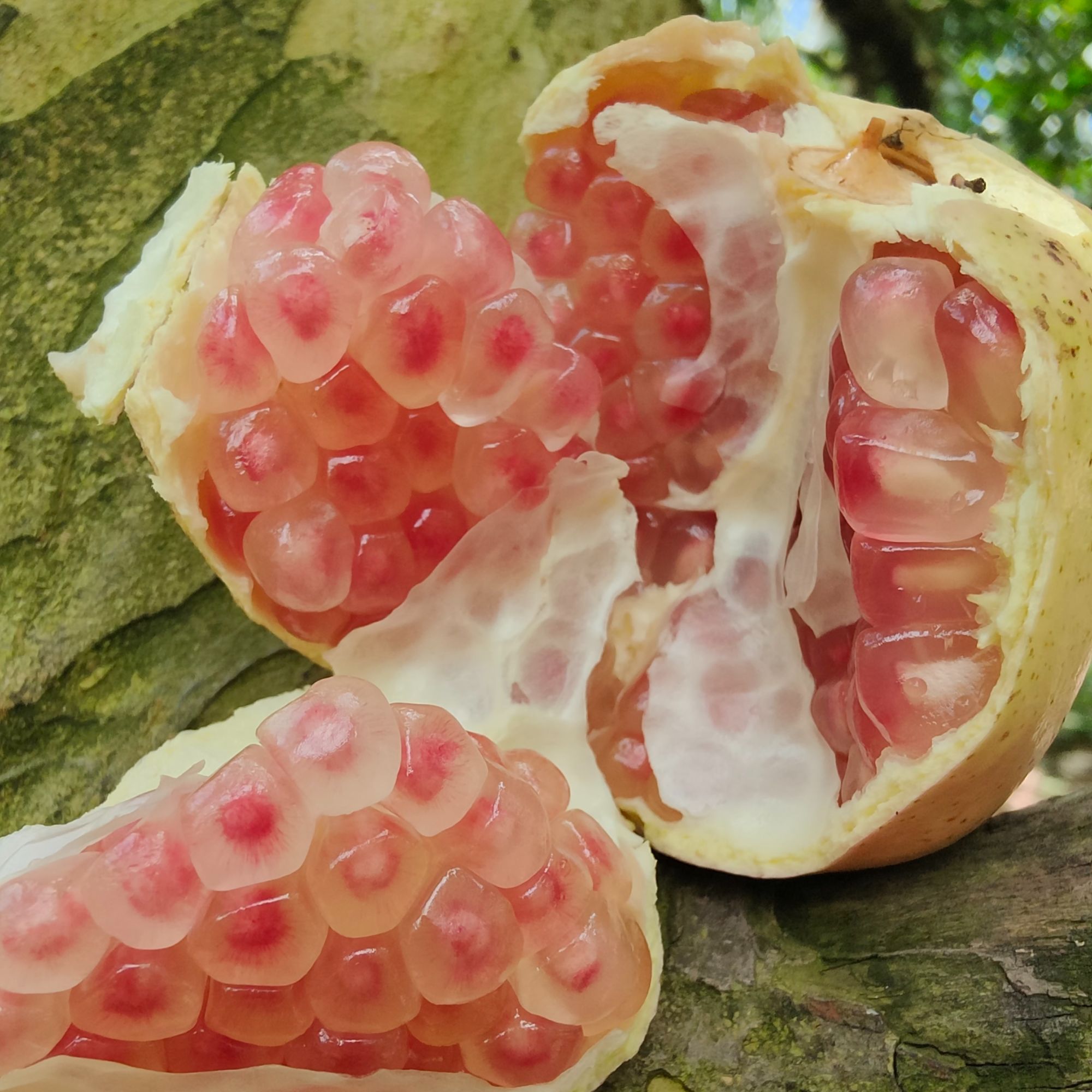 云南蒙自老树水晶薄皮绿籽石榴