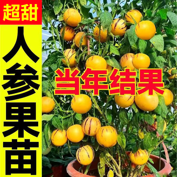 超甜人参果苗秧带土正宗人参果苗大果当年结果春四季种植阳台盆栽