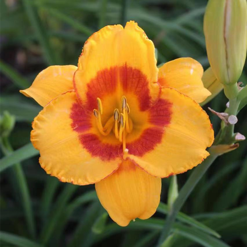 萱草愚弄我 庭院花卉耐寒