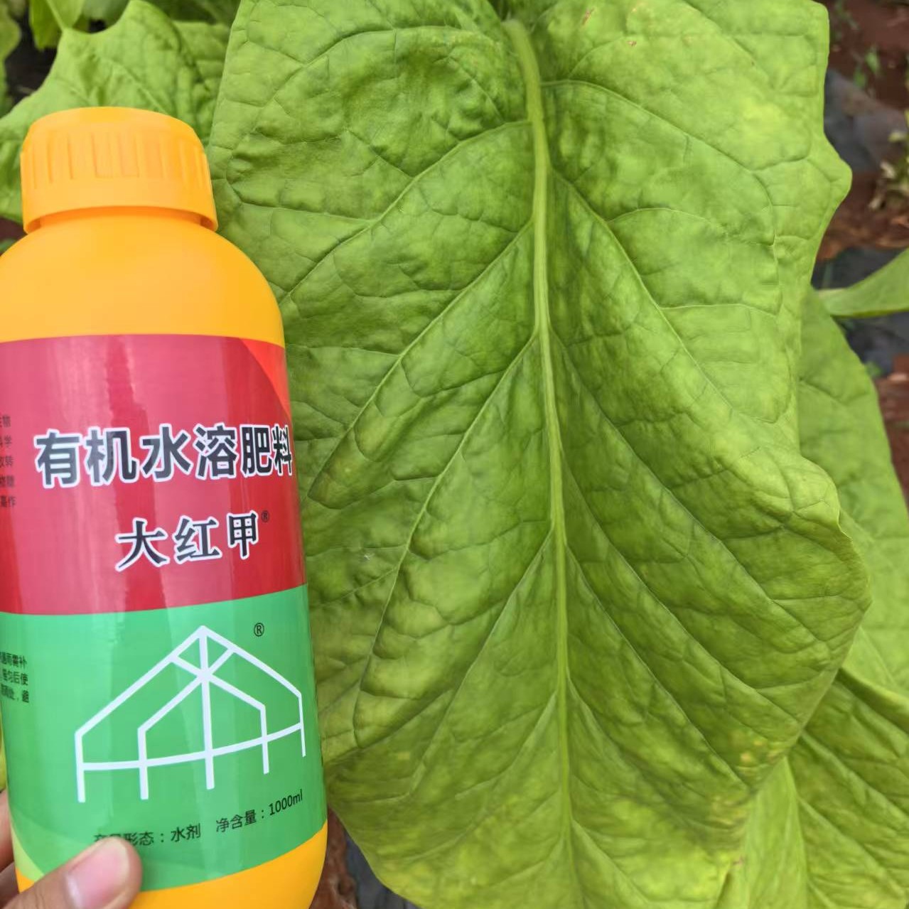 大红甲有机钾1升装增厚叶片防憨烟黑爆烟分层落黄自然成熟