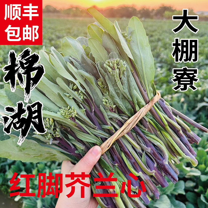 棉湖芥蓝芥兰大棚寮红脚芥蓝芥兰潮汕特产蔬菜青菜特色绿色健康