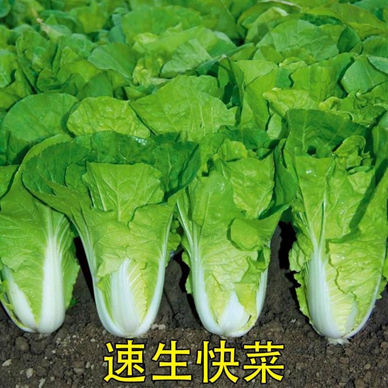 快菜奶油种子天成熟耐热耐高温四季速生小白菜种子蔬菜种子