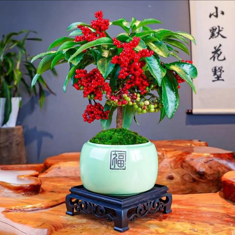 【新品】高颜值好养的花耐寒富贵子花卉室内植物富贵籽盆栽四季常