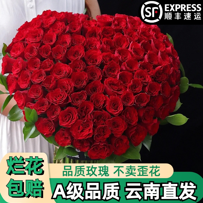 A【高原红】红色玫瑰鲜花朵插花束鲜切花卉云南基地丝绒质感】顺丰