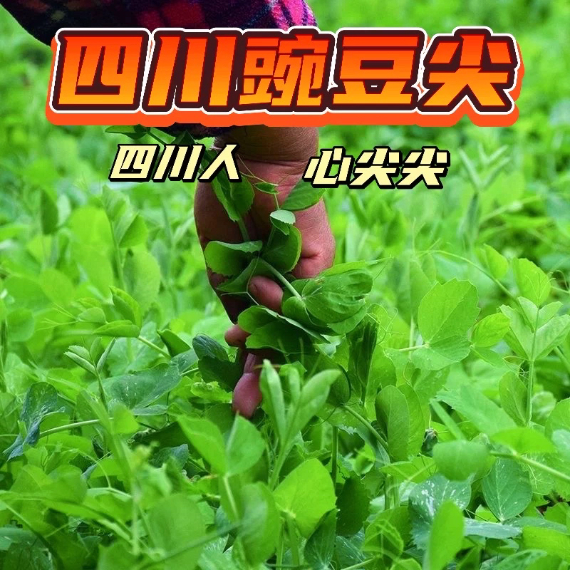 现摘现发豌豆尖现摘新鲜豆苗蔬菜火锅食材配菜农家自种批发蔬菜