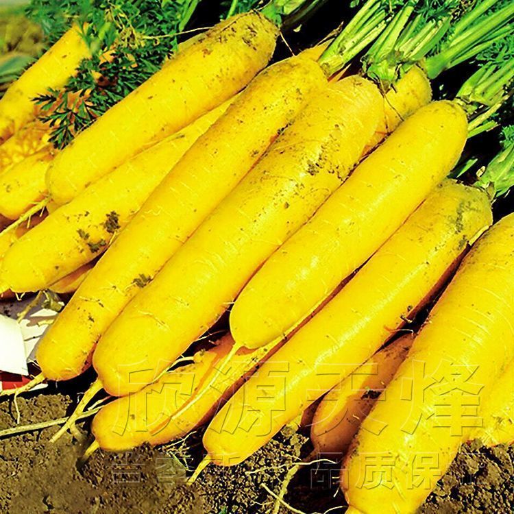 黄参水果胡萝卜种孑齐头黄胡萝卜种子春秋四季春四季庭院蔬菜种籽