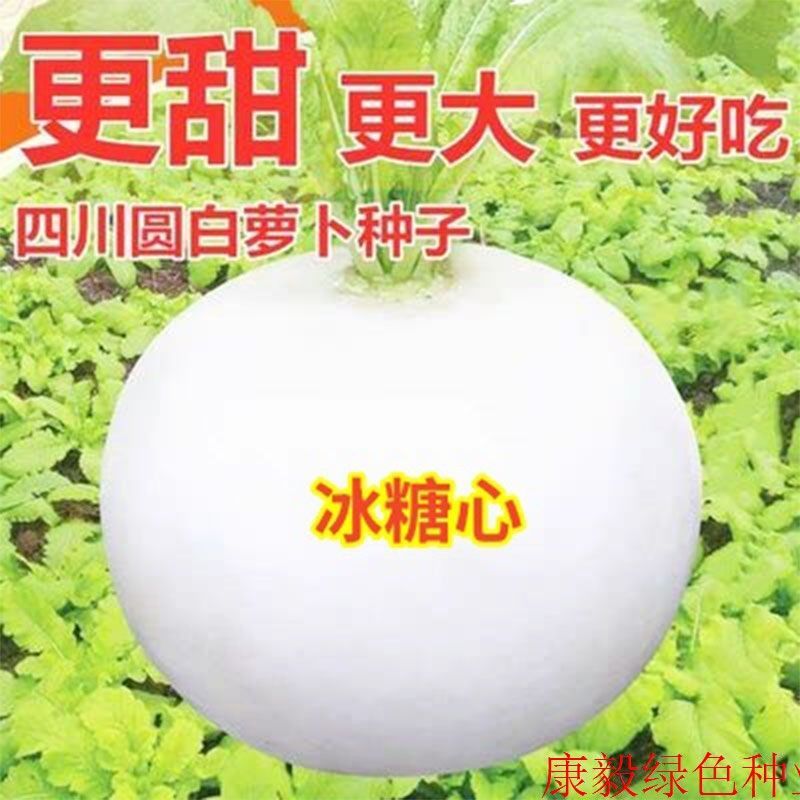 特甜春不老大白圆萝卜白皮白肉萝卜籽四季盆栽农家夏秋耐热寒蔬菜