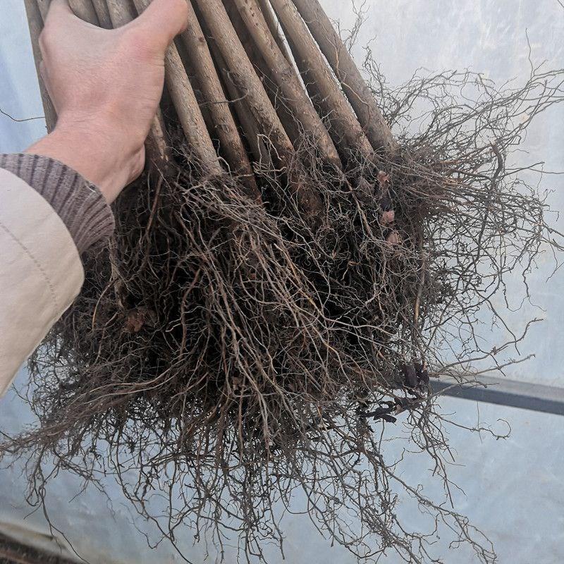 榛子树苗美国大榛子苗辽榛玉坠平欧地栽盆栽南北方种植当年结果