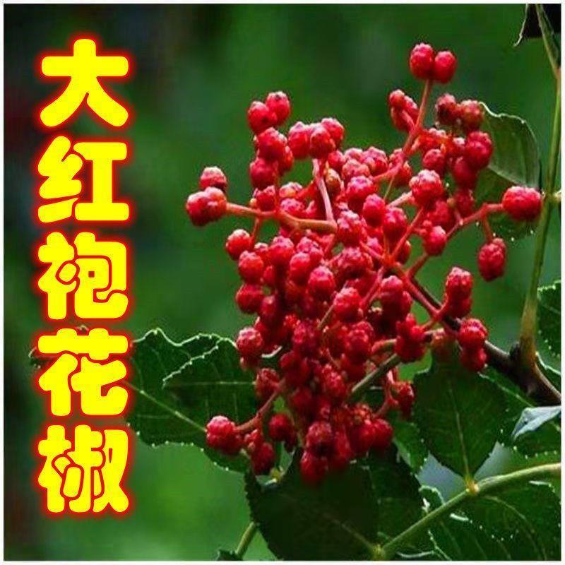 大红袍花椒苗野生花椒树苗南方北方种植当年结果花椒树苗
