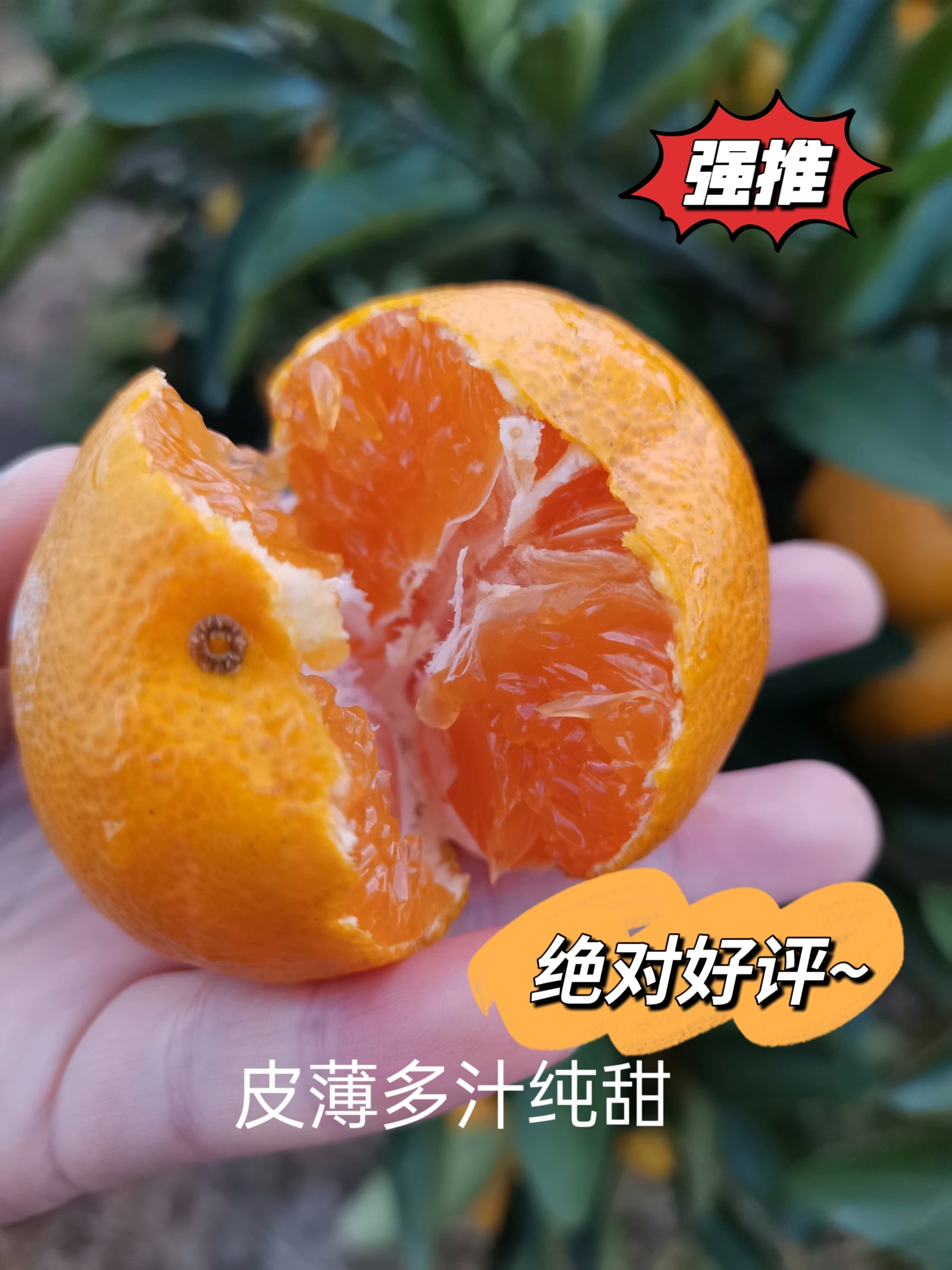 临海涌泉脐橙蜜橘蜜桔沙糖桔批发现摘新鲜速达果冻薄产地发橘子