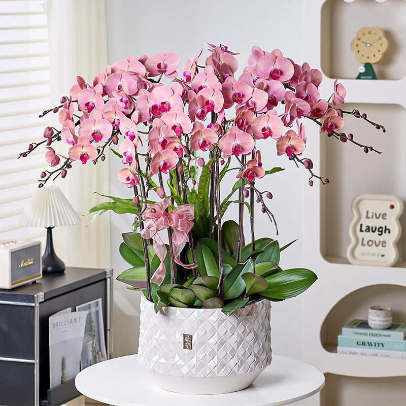 乔迁婚礼生日伴手礼花卉超大型西瓜红蝴蝶兰带花苞盆栽大花酒店