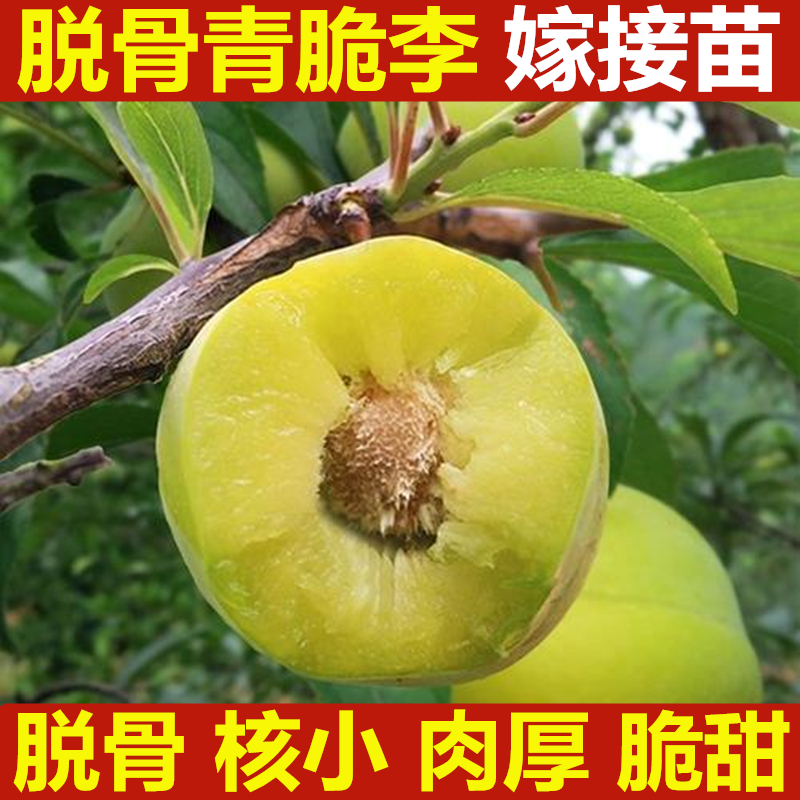 蜂糖李子树苗嫁接特大晚熟四川青脆李脱骨李子苗南北方种果树果苗