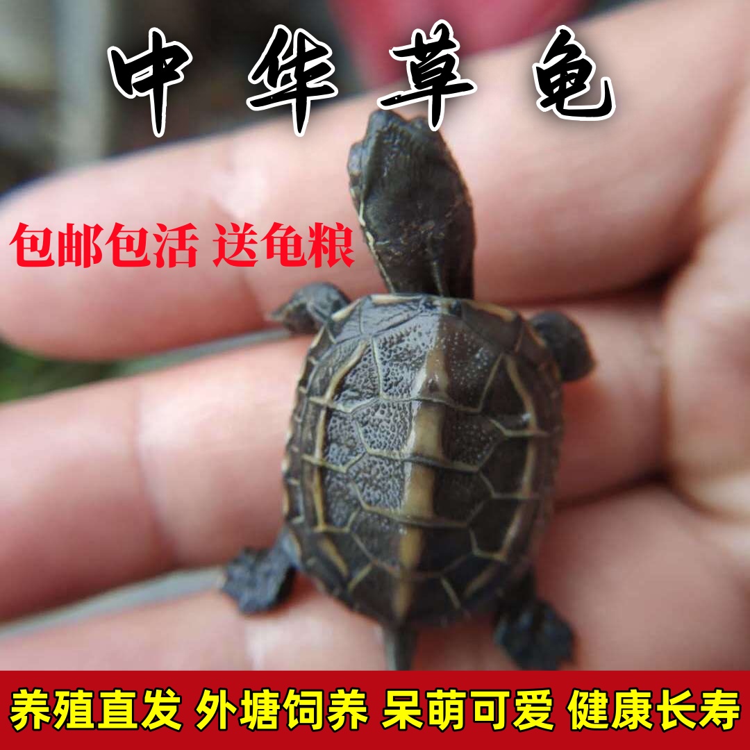 【正宗中华草龟】乌龟苗外塘纯种墨龟苗小乌龟宠物龟活体招财冷水龟