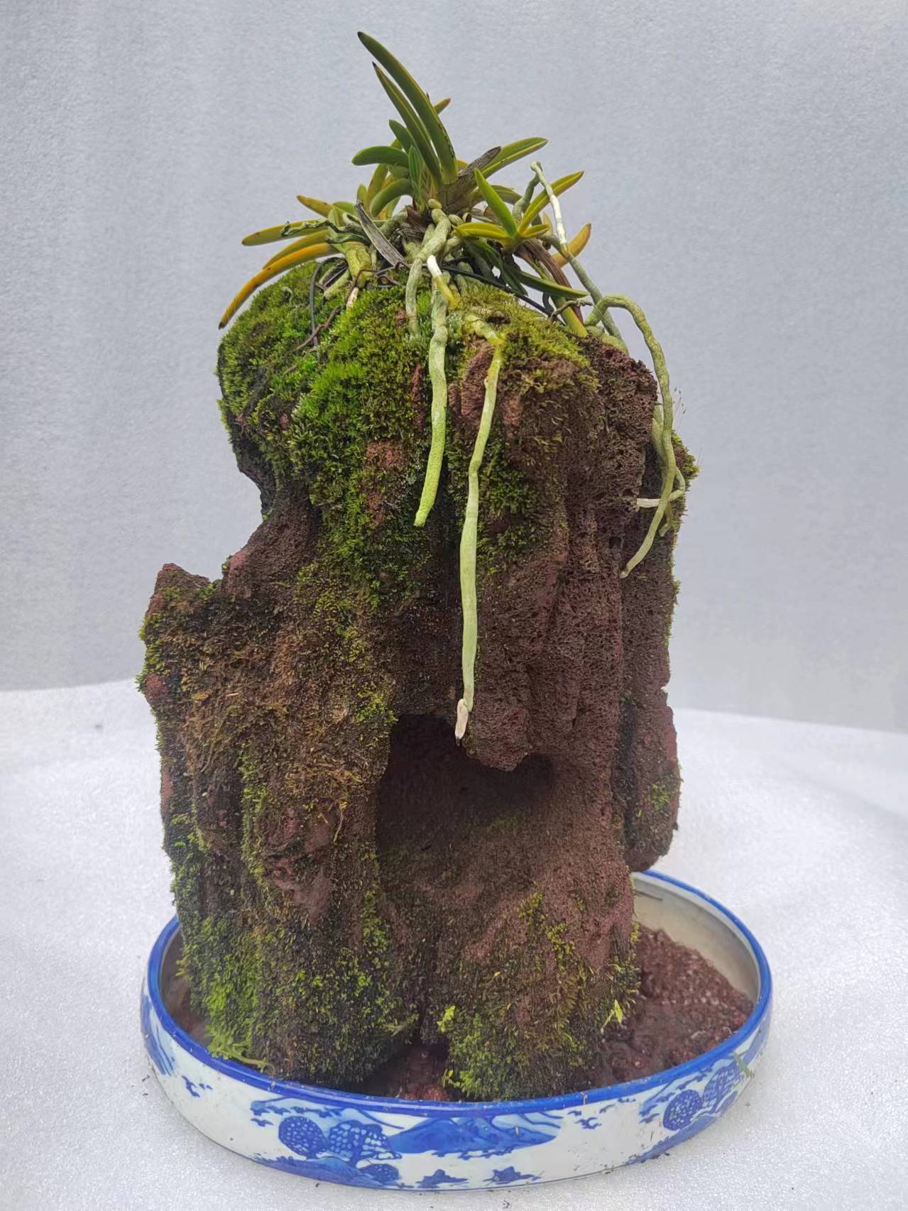 绿植贝母兰盆景花香，一物一拍水杨梅黄杨树石楠花瘤枝卫矛舍利子