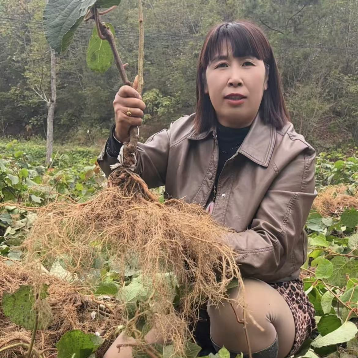 周至闫梅猕猴桃嫁接苗，翠香徐香红阳黄金果等品种齐全