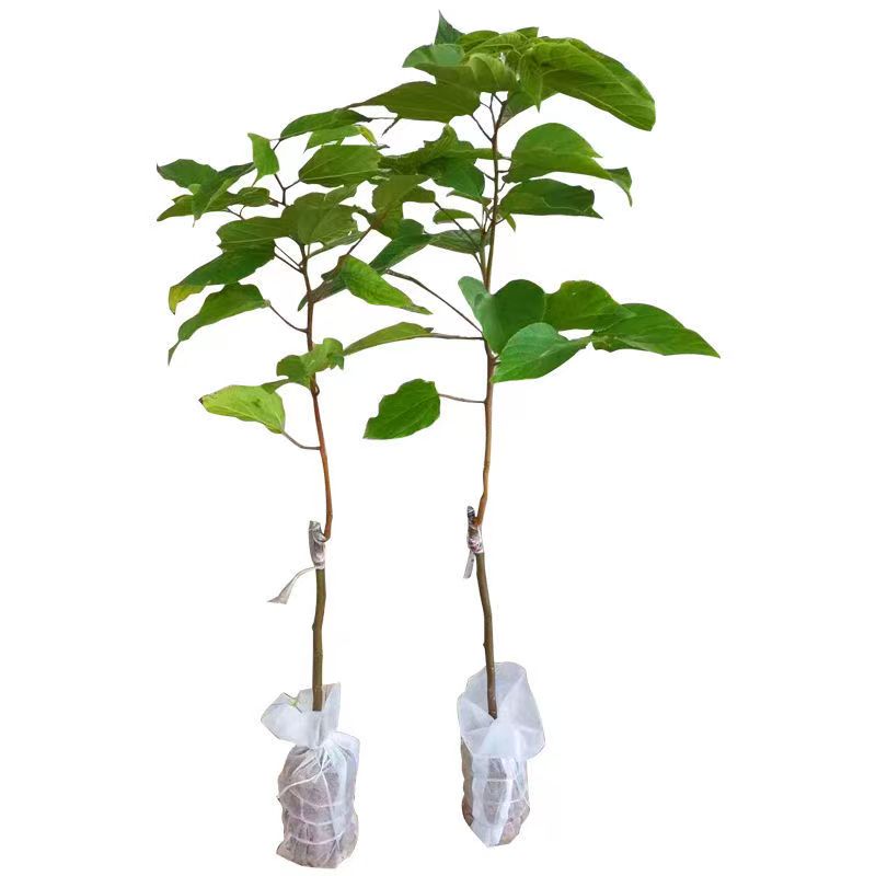 拐枣树苗特大号拐枣苗万寿果鸡爪梨金钩子苗阳台庭院器朗苗圃