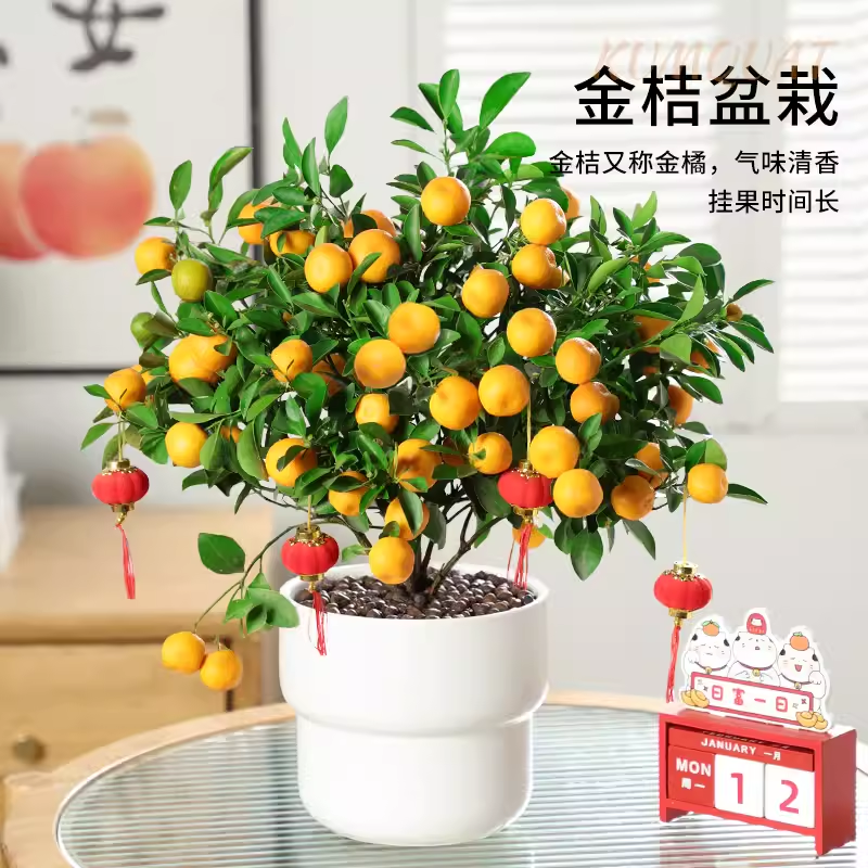四季金桔树树苗带果可食用盆栽脆橘子苗脆蜜金橘室内客厅四季常绿