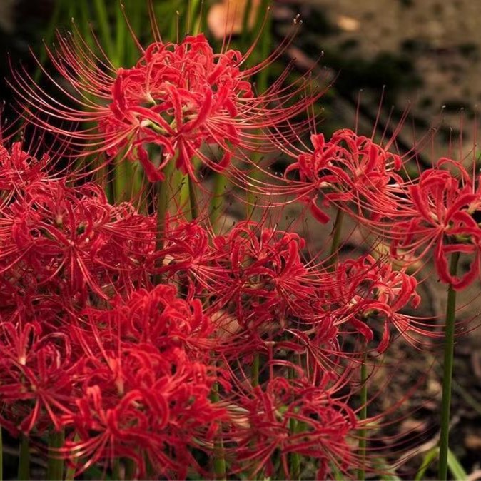 曼珠沙华种球彼岸花盆栽花种球红花换锦石蒜大种球室内外四季花卉
