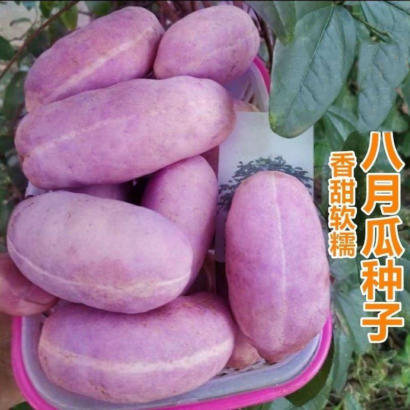 八月瓜种子特色紫果八月瓜树庭院爬藤植物食用水果八月炸种籽简单