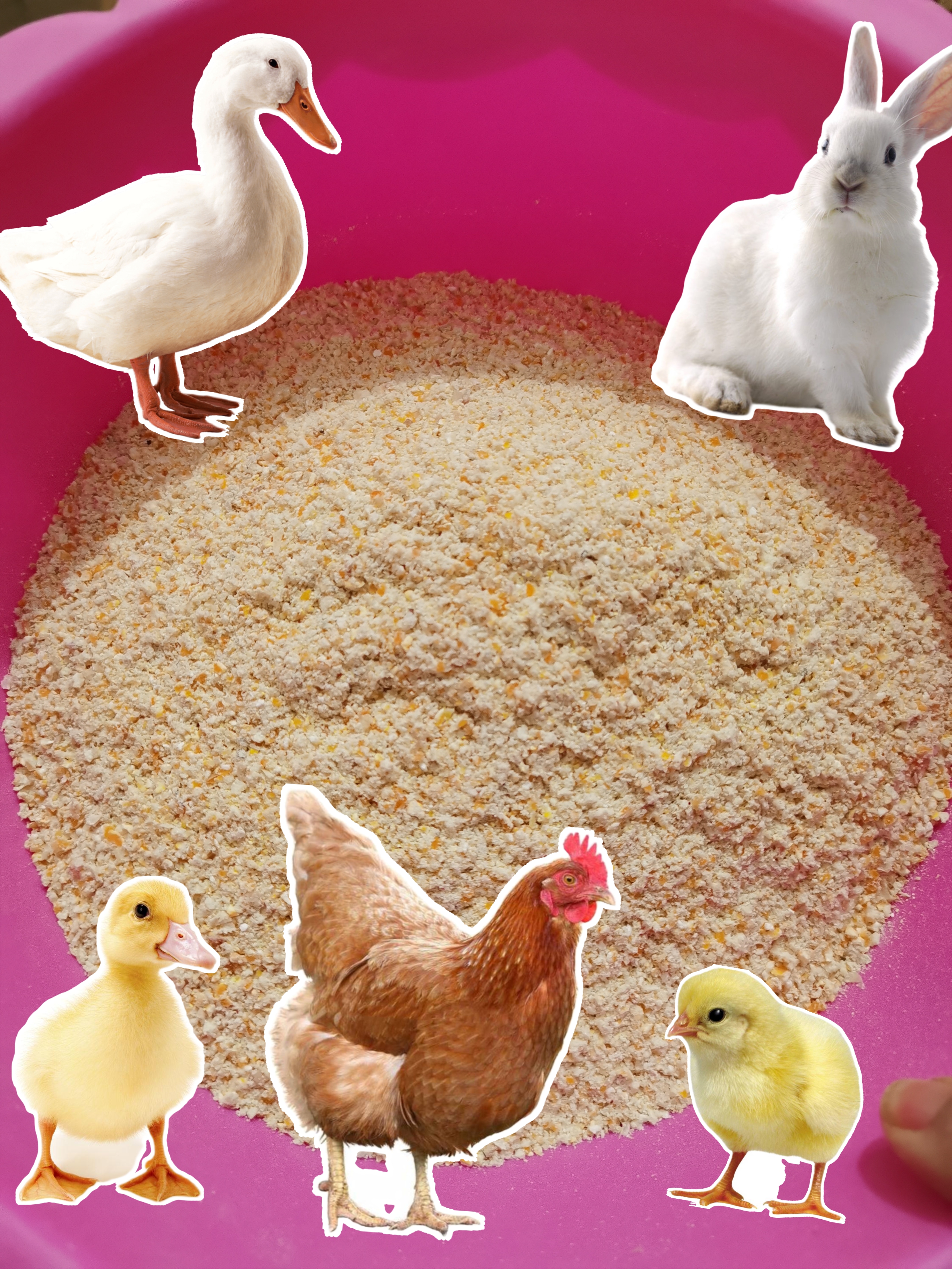 农家现磨玉米粉玉米渣碎粉喂鸡鹌鹑喂小鸟钓鱼窝料狗粮玉米面包邮