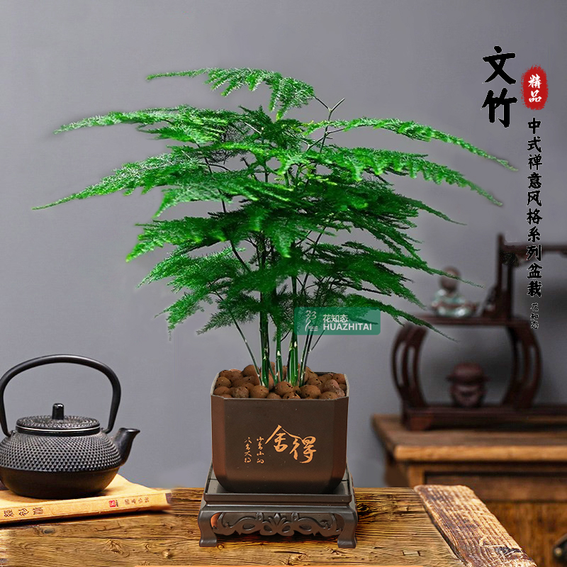 【文竹】古风室内办公室书桌面盆栽发财树美观懒人易活绿植物养护