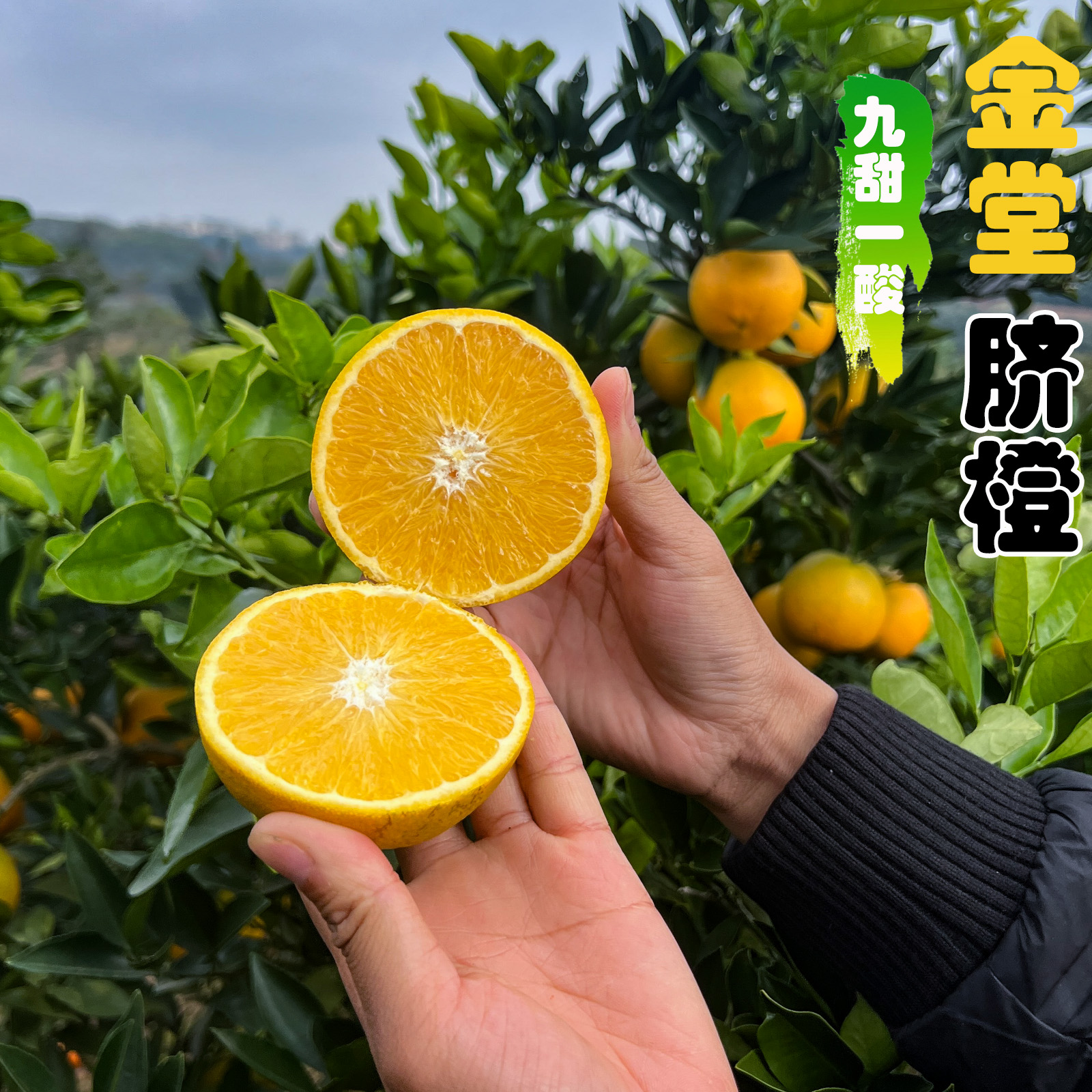 农家自种四川金堂脐橙高山橙子现摘当季新鲜橙子皮薄肉厚汁水足