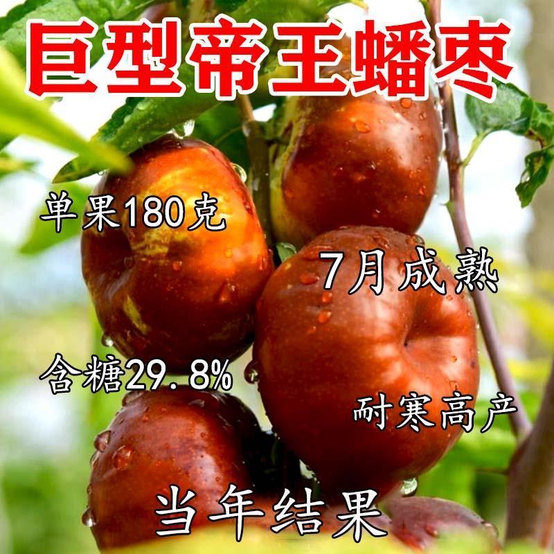 枣树活苗新品种特大帝王蟠枣树苗南北方四季种植果树树苗当年结果