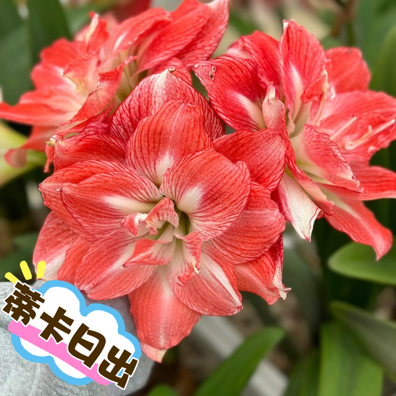 【日出仙子～重瓣】室内种植朱顶红种球北方根系浇水采收