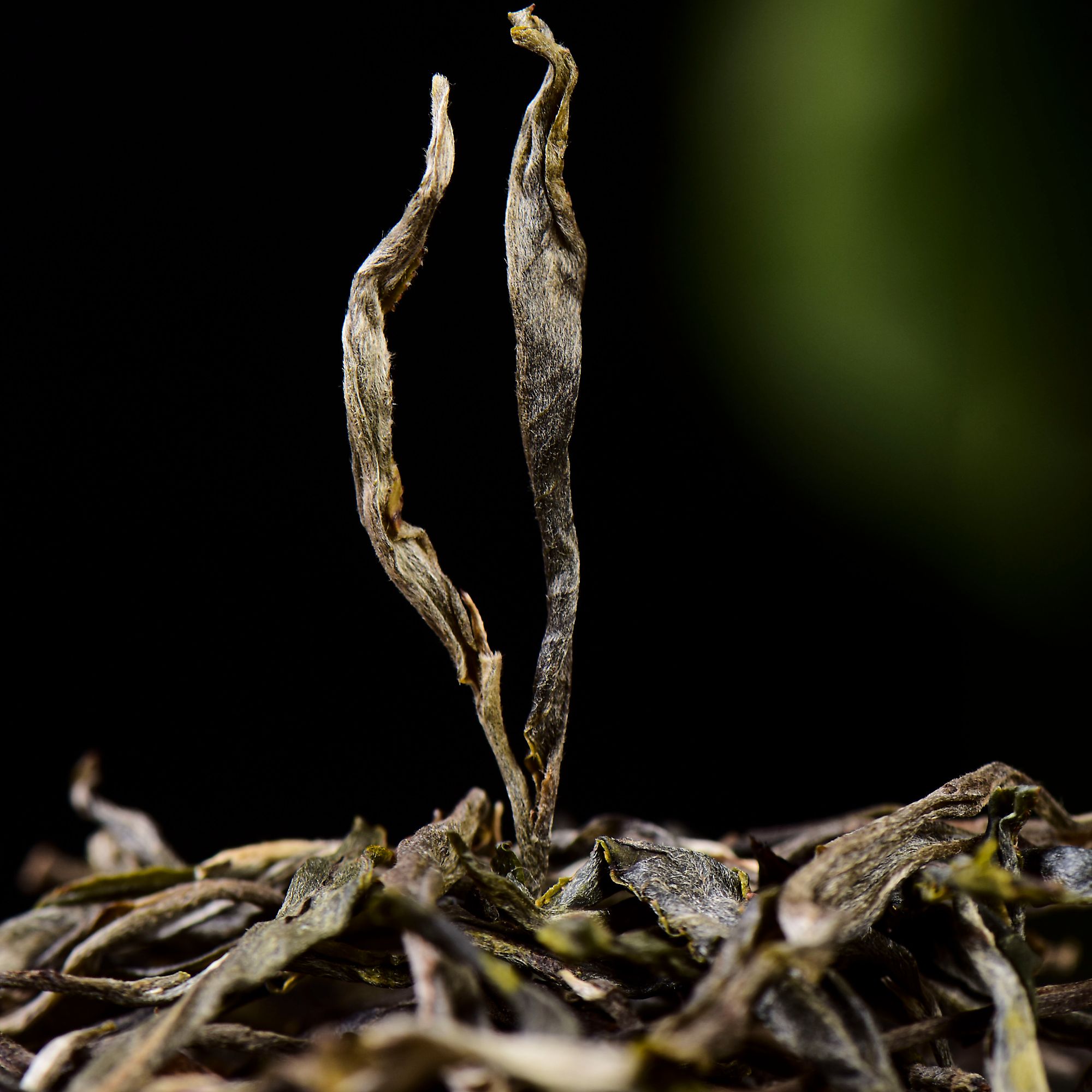 颖傣司贡元宝山古树晒青茶散茶鲜香甜润散装绿色带赠品