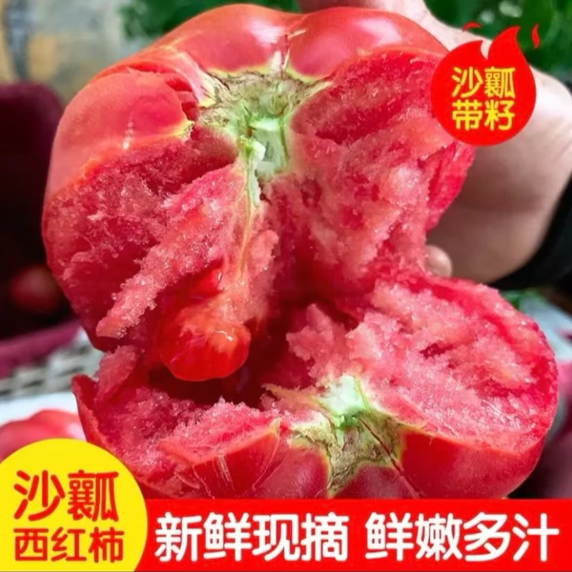 【坏果包赔】沙瓤西红柿自然熟露天番茄生吃酸甜多汁新鲜摘水果蔬菜