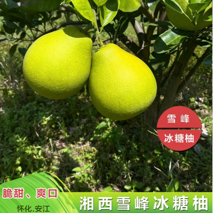 【彩箱礼盒装】湖南安江冰糖柚老树果怀化土柚子小苦柚大果精品礼盒