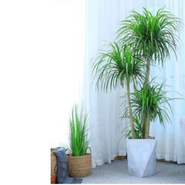 xinman/馨蔓多杆龙血树客厅新鲜绿植造型网红带土盆景基地发货