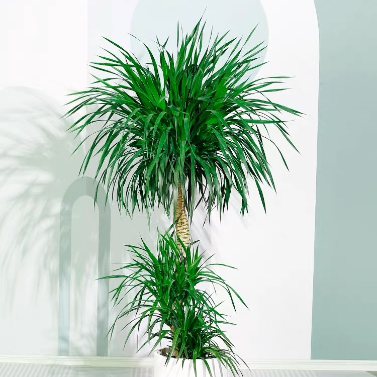 xinman/馨蔓【矮两层龙血树】办公室卧室客厅净化绿植基地发货