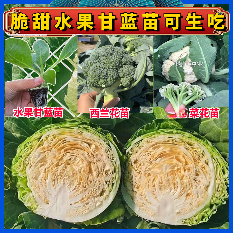 水果甘蓝苗平头包菜苗莲花白苗卷心菜苗菜花苗西兰花苗包邮