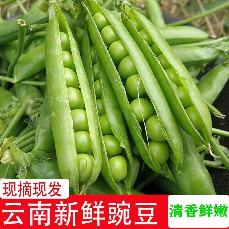 云南自种新鲜甜脆水果豌豆带壳现摘现发农家露天种植青颗粒饱满