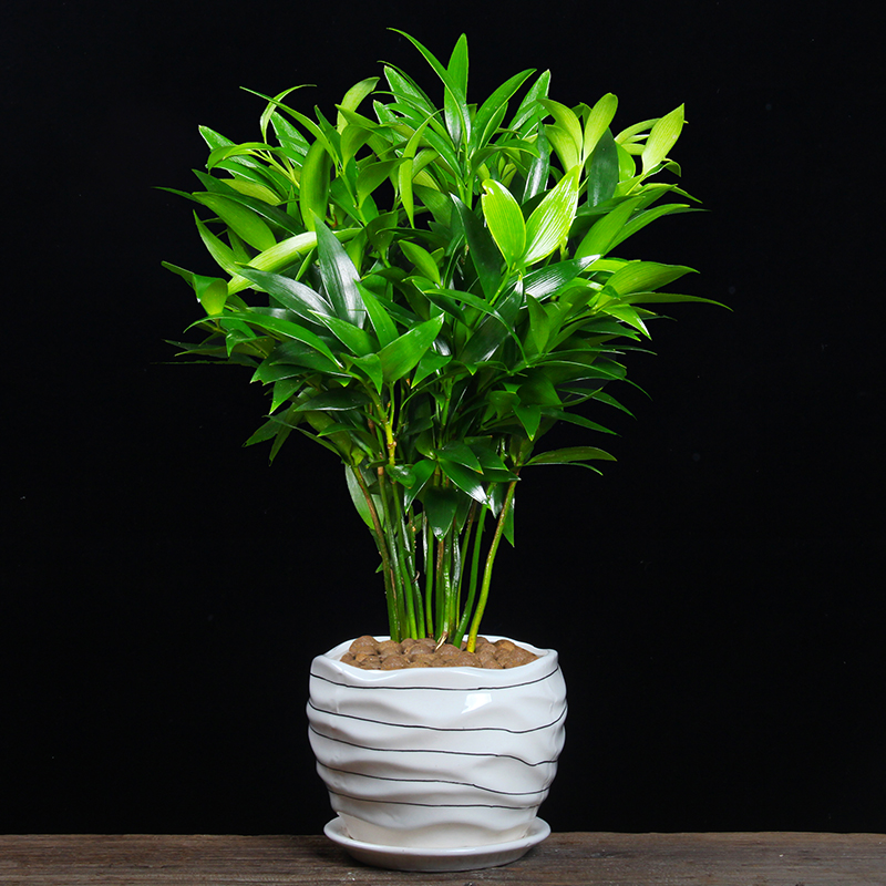 竹柏盆栽室内驱蚊虫草花卉庭院四季常青净化空气清香型植物