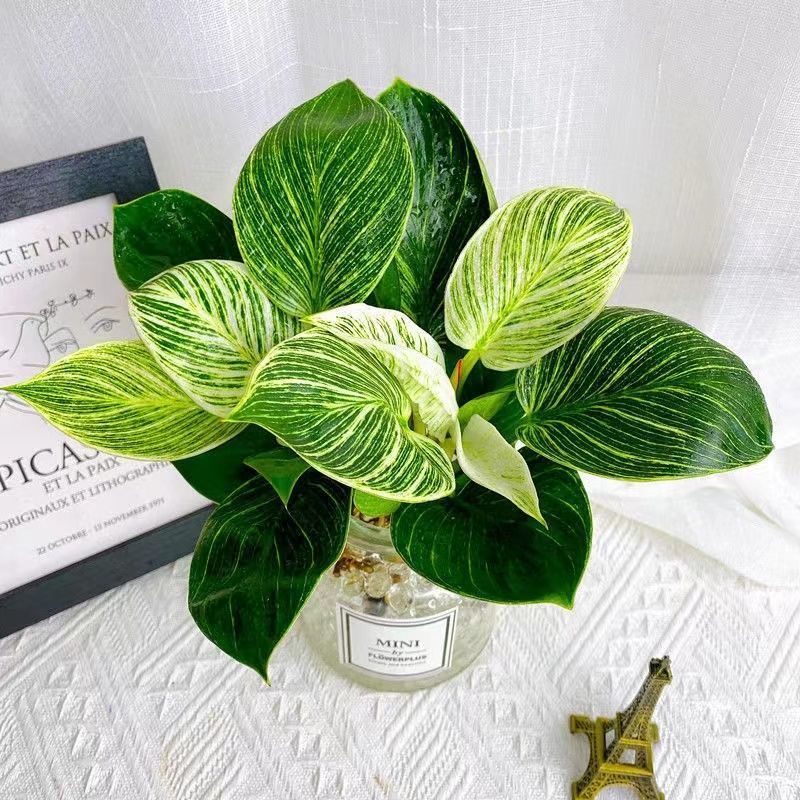 铂金钻盆栽水培四季好养植物大叶金钻绿公主水养净化空气懒人绿植