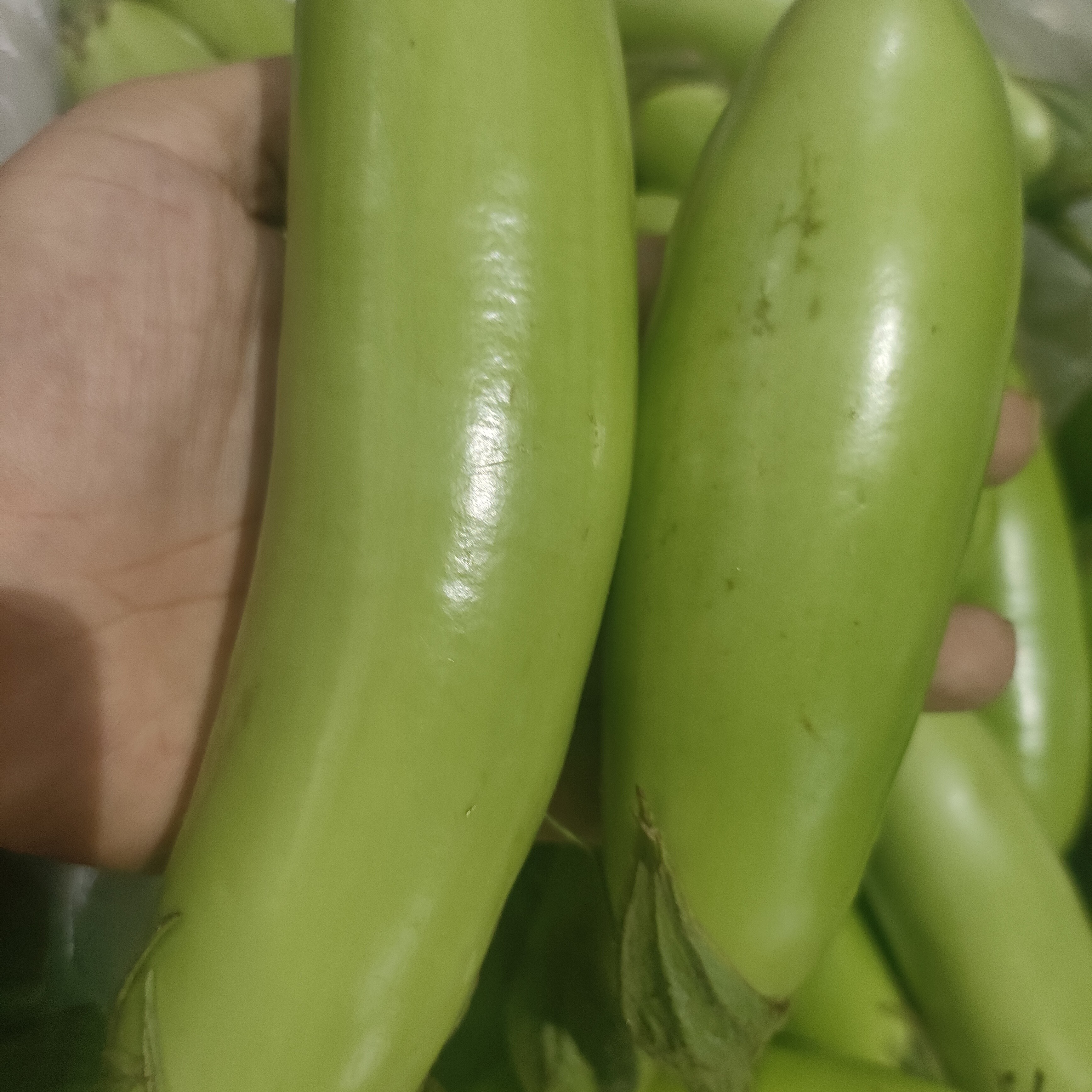 本地新鲜农家土青茄子5斤